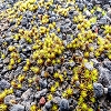 Plants: image 172 Of 208 Thumb